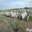 concrete-feed-bunks-image-4
