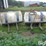 300-gallon-saddle-tanks-w/mounting-brackets-image-6