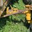 minneapolis-moline-g950-image-22