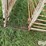cattle-alleyway-image-10