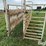 cattle-alleyway-image-9