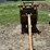 grapple,-other-grapple-mechanical-44099-image-2