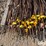 electric-fence-posts-image-9