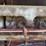 massey-ferguson-95-image-60