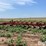 white-plow-image-8