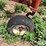white-plow-image-19
