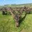 massey-ferguson-14-image-10