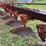 white-6-bottom-plow-image-18
