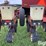 1984-case-ih-800-image-19