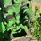 john-deere-model-b-image-37