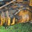 minneapolis-moline-zau-image-43