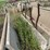concrete-feed-bunks-image-13