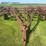 massey-ferguson-14-image-22