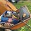 minneapolis-moline-zau-image-35