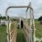 cattle-alleyway-image-18