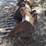 bucket,-trenching-excavator-bucket-44087-image-3