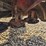 1998-new-holland-1431-image-12