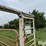 cattle-alleyway-image-12