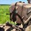 john-deere-h-image-44