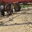 wil-rich-field-cultivator-3837-image-2