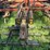 37’-wil-rich-chisel-plow-w/-complete-walking-tandems-and-3-bar-summers-harrow-￼-image-25