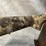 #4622-•-winchester-sxp-12-ga.-pump-action-shotgun,-sn:-tr6022-182882sp-image-7