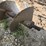 #3855-•-john-deere-9860-unload-auger-image-4