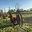 9-wheel-hay-rake-image-5