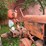 allis-chalmers-c-image-6