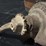 iron-banded-wood-whiskey/molasses-barrel-dispenser-w-spigot-crank-tap-image-10