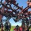 case-ih-8500-image-19