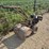 #3911-•-tiller---gas-powered---good-motor-image-8