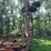 37’-wil-rich-chisel-plow-w/-complete-walking-tandems-and-3-bar-summers-harrow-￼-image-9