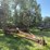 37’-wil-rich-chisel-plow-w/-complete-walking-tandems-and-3-bar-summers-harrow-￼-image-3