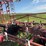45’-wil-rich-field-cultivator-with-complete-walking-tandems-and-harrows-image-16