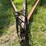37’-wil-rich-chisel-plow-w/-complete-walking-tandems-and-3-bar-summers-harrow-￼-image-15