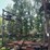 37’-wil-rich-chisel-plow-w/-complete-walking-tandems-and-3-bar-summers-harrow-￼-image-1