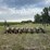 lilliston-8-row-planter-with-fiberglass-boxes,-been-sitting,-some-rust,-boxes-turn-free,-discs-need-loosened-up-image-2