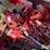 case-ih-2388-image-19