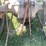 ford-2n-image-43