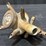 brass-milking-machine-claw-image-2