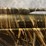 #4617-•-stoeger-m3000-12-ga.-semi-auto-shotgun,-sn:-75-h22yt-053184-image-8