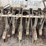 moline-8’-grain-drill-image-50