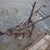 horse-drawn-cultivator-image-4