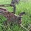 moline-5-bottom-14”-pull-type-plow-image-21