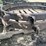 (2)-4"-by-50"-steel-wheel-extensions-image-4