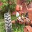 allis-chalmers-c-image-7
