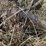 1-bottom-14”-plow-image-9