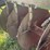 john-deere-disk-plow-image-18