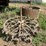 (2)-oliver-skeleton-wheels-image-1